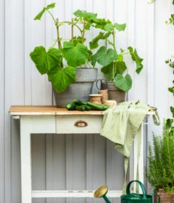 Schlangengurke -Deutschland Genussgarten Verkaufs-Shop 8830663 WE MO 002 Gurke CucurbitaePepoZucchiniGruen