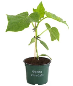 Deutschland Genussgarten Verkaufs-Shop -Deutschland Genussgarten Verkaufs-Shop 8830853 WE FS 001 BioSchlangengurkeVeredelt