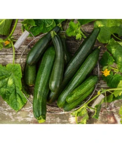 Schlangengurke -Deutschland Genussgarten Verkaufs-Shop 8831000 8830788 WE MO 001 GurkeZucchini