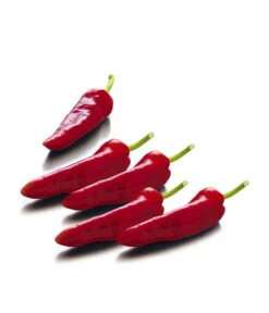 Spitzpaprika, Rot 5 Spitzpaprika, Rot -Deutschland Genussgarten Verkaufs-Shop 8833485 WE FS 001 SpitzpaprikaRot