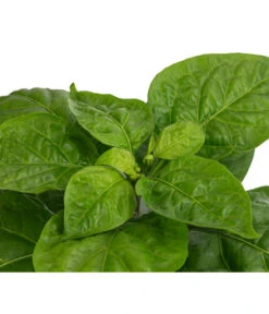 Chili 'Habanero', Orange 9 Chili 'Habanero', Orange -Deutschland Genussgarten Verkaufs-Shop 8833543 WE DE 002 ChiliHabaneroOrange