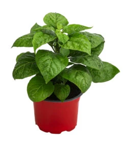 Chili 'Habanero', Orange 6 Chili 'Habanero', Orange -Deutschland Genussgarten Verkaufs-Shop 8833543 WE FS 002 ChiliHabaneroOrange