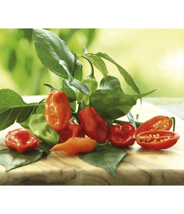 Chili 'Habanero', Orange 1 Chili 'Habanero', Orange