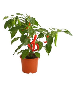 Pick-a-Hot Pep® Peperoni Mit Früchten