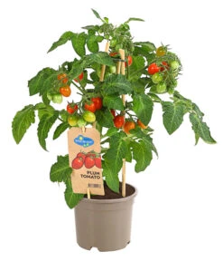 Pick-a-Tom® Pflaumentomate Mit Früchten