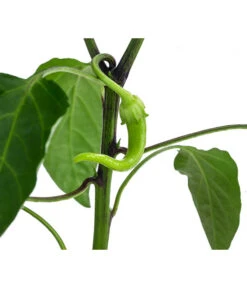 Türkische Peperoni -Deutschland Genussgarten Verkaufs-Shop 8839094 WE DE 001 TuerkischerPeperon