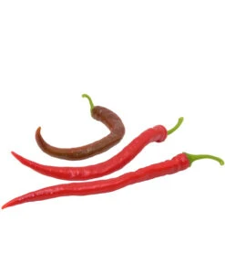 Deutschland Genussgarten Verkaufs-Shop 9 Türkische Peperoni