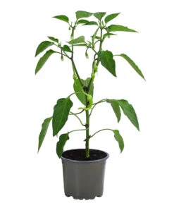 Deutschland Genussgarten Verkaufs-Shop -Deutschland Genussgarten Verkaufs-Shop 8839094 WE FS 001 TuerkischerPeperoni