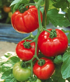 Tomate 'Garance' -Deutschland Genussgarten Verkaufs-Shop 8839169 WE MO 002 FleischtomateGarance