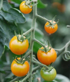 Cherrytomate 'Sungold' -Deutschland Genussgarten Verkaufs-Shop 8839326 WE DE 001 TomateSungoldGelbCherrytomate