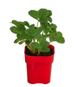 XXL Erdbeere 'Korona' -Deutschland Genussgarten Verkaufs-Shop 8842155 WE FS 001 FragariaErdbeereKorona2L