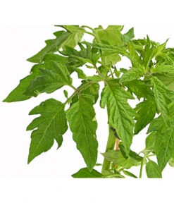 Bioland Fleischtomate 9 Bioland Fleischtomate -Deutschland Genussgarten Verkaufs-Shop 8842627 WE DE 001 BioFleischtomateT12DehnerExpressHerzig