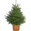 Nordmann-Tanne, B-Sortierung, Ca. 100-125 Cm, Im Topf Gewachsen