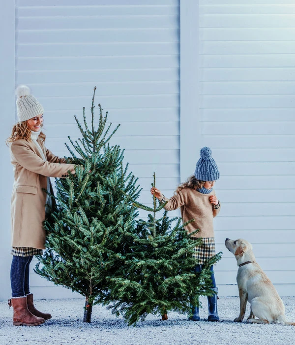 Bio Nordmann-Tanne, Ca. 150-200 Cm, Gesägt 2 Bio Nordmann-Tanne, Ca. 150-200 Cm, Gesägt – Bild 2