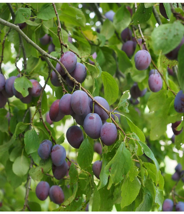 Zwetschge 'Kulinaria-Toptaste' 2 Zwetschge 'Kulinaria-Toptaste' – Bild 2