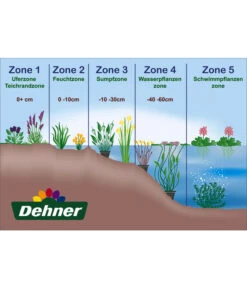 Hainampfer - Teichampfer -Deutschland Genussgarten Verkaufs-Shop WE DE 001 Teichzonen Wasserpflanzen Schild 6