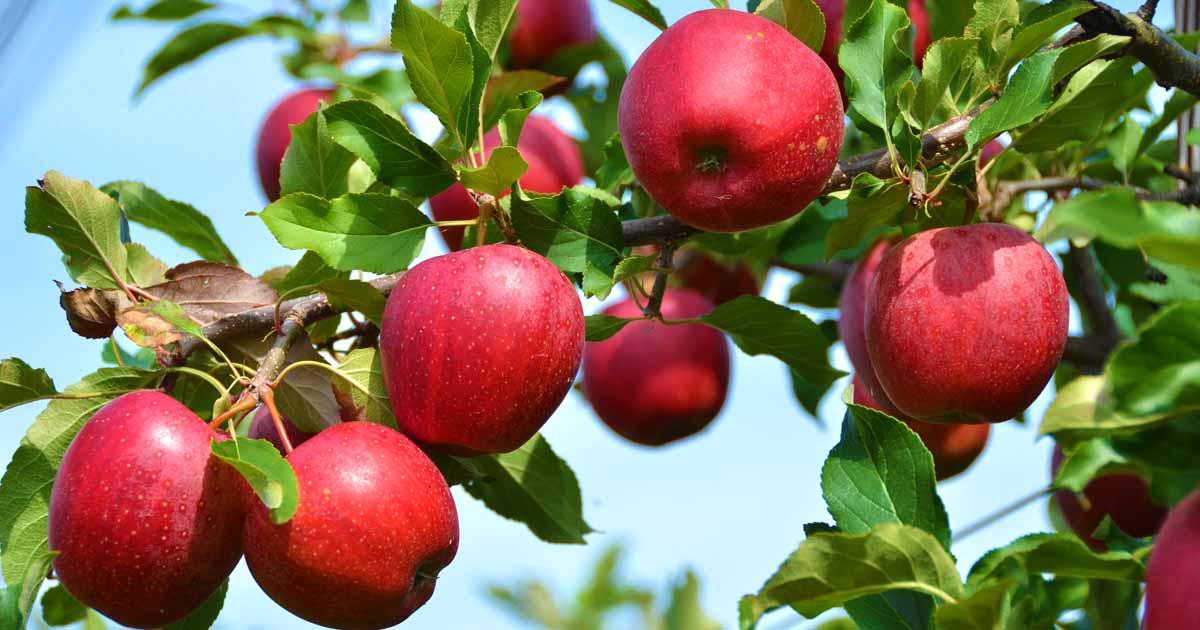 Deutschland Genussgarten Verkaufs-Shop -Deutschland Genussgarten Verkaufs-Shop Apple Tree Growing Guides Tips and Information FB