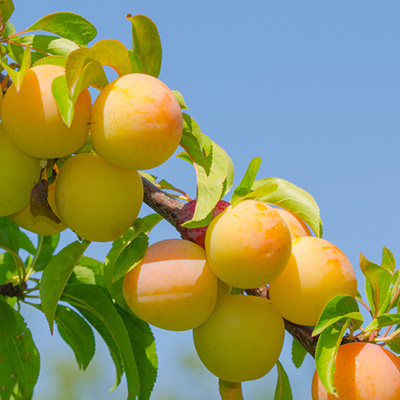 Deutschland Genussgarten Verkaufs-Shop 19 Deutschland Genussgarten Verkaufs-Shop -Deutschland Genussgarten Verkaufs-Shop pruim struik Prunus domestica Mirabelle de Nancy